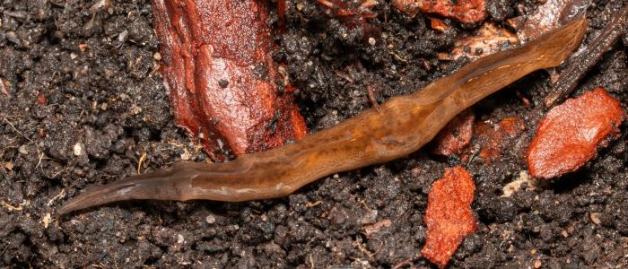 Invasive cannibal worm found in Malmo