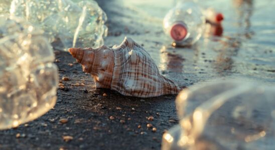 On the Atlantic coast the little ants of plastic upcycling