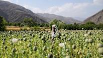 Opium cultivation has increased by 19 percent in Afghanistan