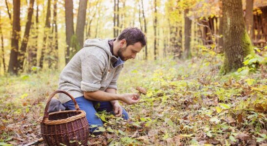 Picking mushrooms be careful of poisoning Essential advice to avoid