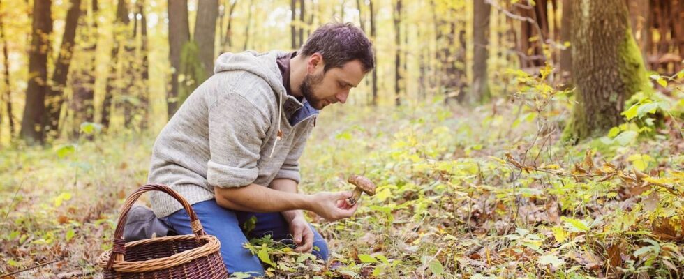 Picking mushrooms be careful of poisoning Essential advice to avoid