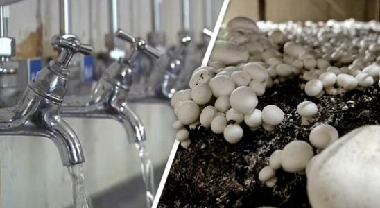 Pioneering UU research into water purification by mushroom fungi