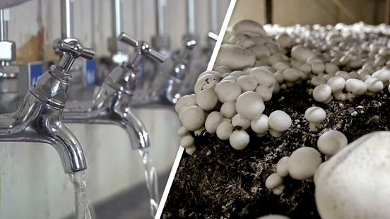 Pioneering UU research into water purification by mushroom fungi