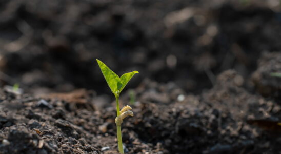 Scientists revive biblical tree with 1000 year old seed its powers are