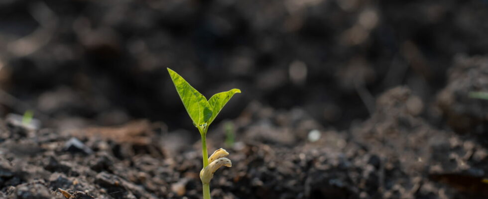 Scientists revive biblical tree with 1000 year old seed its powers are