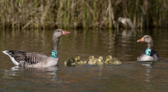 Shooting breeding geese Hunters are not enthusiastic