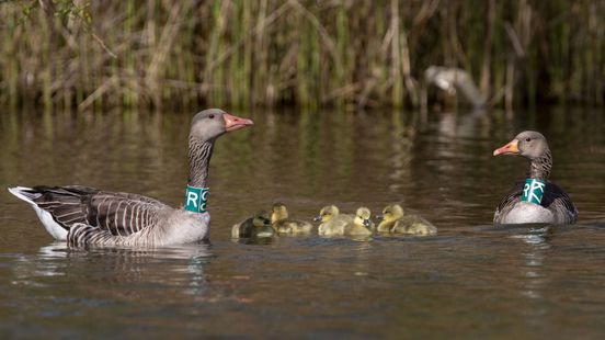 Shooting breeding geese Hunters are not enthusiastic