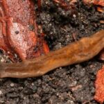 Sniffing dogs must hunt troublesome flatworms