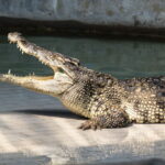 The alligator plank this method is the simplest and most