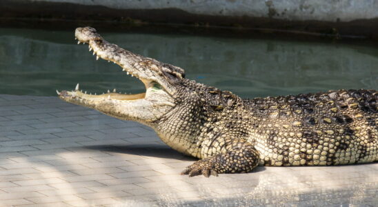 The alligator plank this method is the simplest and most