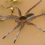 The size of a palm these gigantic spiders in the