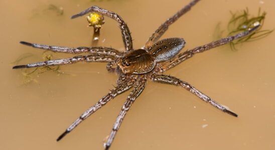 The size of a palm these gigantic spiders in the