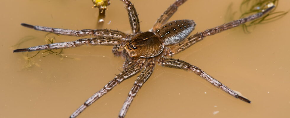 The size of a palm these gigantic spiders in the