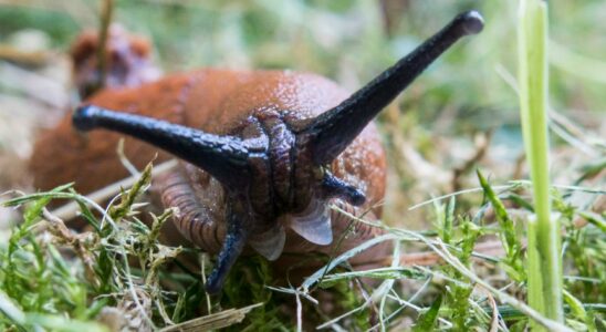 Unwanted stowaways on Norwegian plants