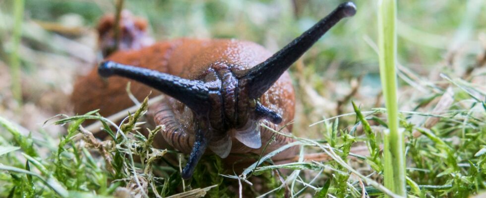 Unwanted stowaways on Norwegian plants