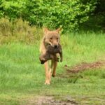 Utrecht wolves are given rest areas So that there are