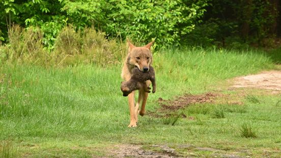 Utrecht wolves are given rest areas So that there are