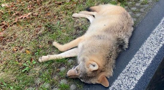 Wolf killed on a provincial road in Leersum It just