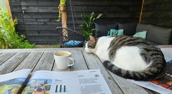 Woman lives with 13 cats apartment used as a litter