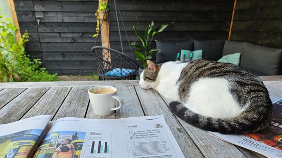 Woman lives with 13 cats apartment used as a litter