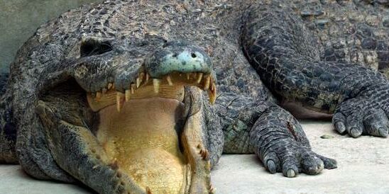 Worlds largest crocodile dead Latest news fast news