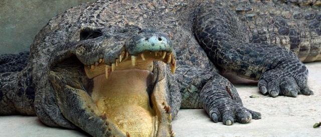 Worlds largest crocodile dead Latest news fast news