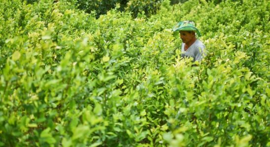 a new cocaine route discovered between Colombia and Australia