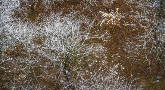 snow returns at low altitude