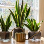 5 plants that can be placed in the bedroom to