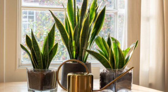 5 plants that can be placed in the bedroom to