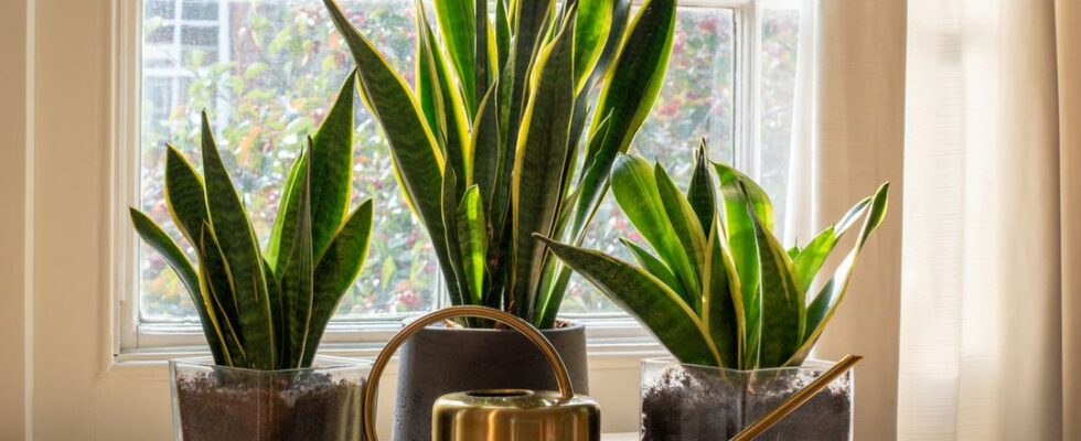 5 plants that can be placed in the bedroom to