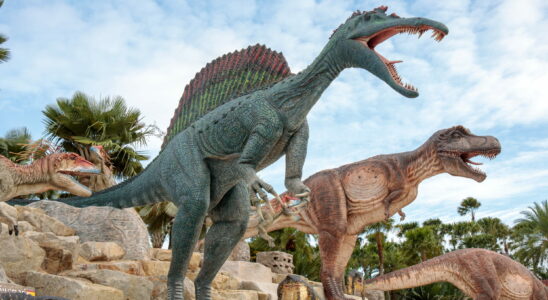 A surprising discovery… What was found in these dinosaur droppings