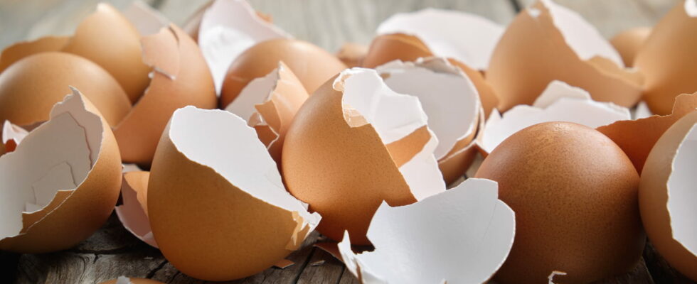 Boil eggshells in a pan its very clever and saves