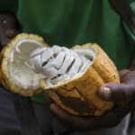 Cocoa in the cosmetics industry Ivory Coast conquers beauty