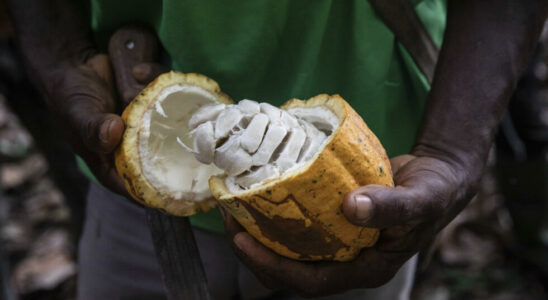 Cocoa in the cosmetics industry Ivory Coast conquers beauty