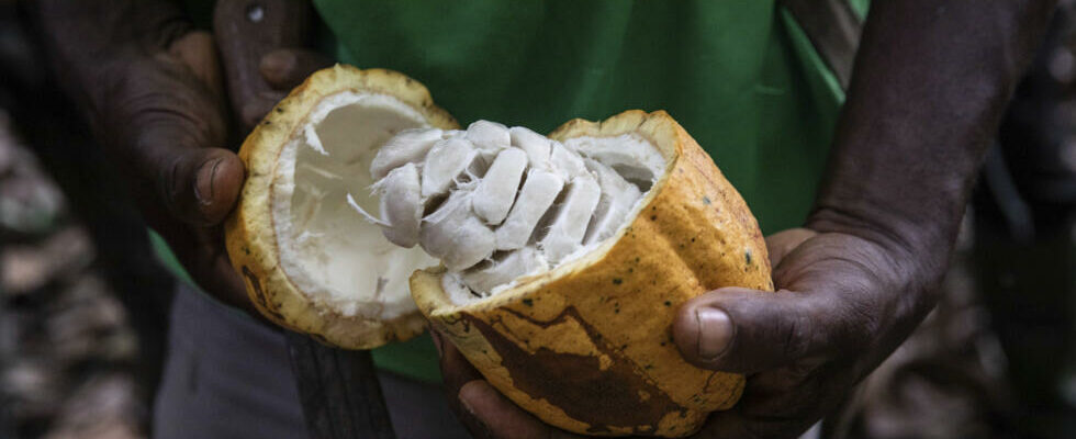 Cocoa in the cosmetics industry Ivory Coast conquers beauty