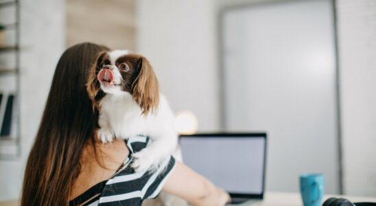 Do dogs belong in the office The pet at work