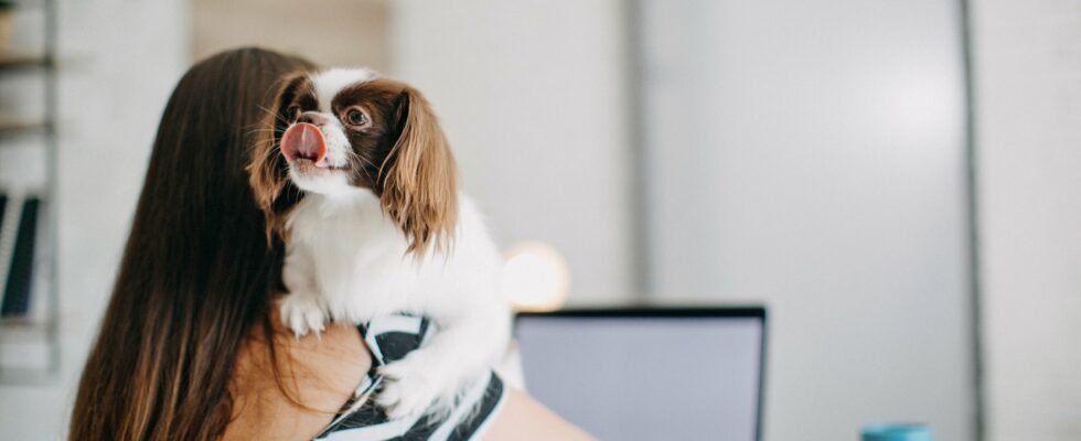 Do dogs belong in the office The pet at work