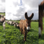 Donkeys to the rescue of the sheep