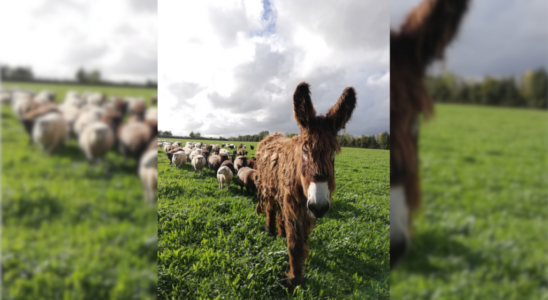 Donkeys to the rescue of the sheep