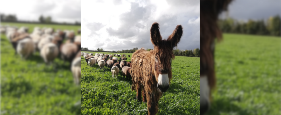 Donkeys to the rescue of the sheep