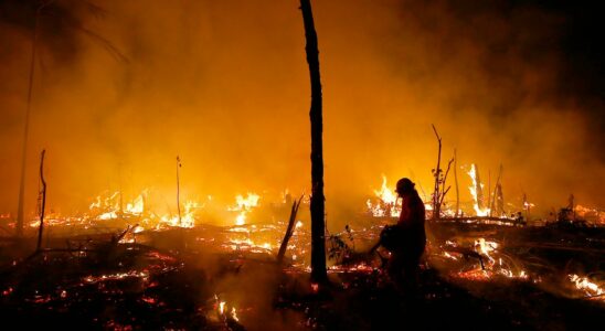 EU agrees on rainforest rules