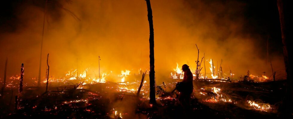 EU agrees on rainforest rules