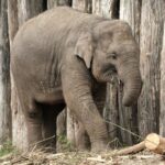 Elephant Yindi 4 died after playing accident in Amersfoort Zoo