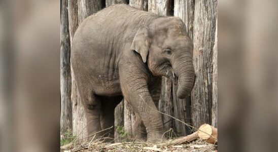 Elephant Yindi 4 died after playing accident in Amersfoort Zoo