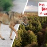 Excitement in the Utrecht forests does the wolf fit in