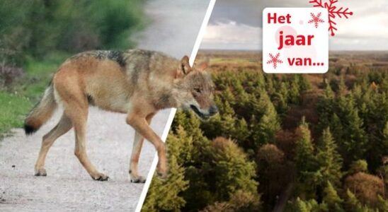 Excitement in the Utrecht forests does the wolf fit in