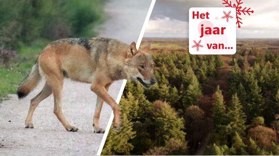 Excitement in the Utrecht forests does the wolf fit in