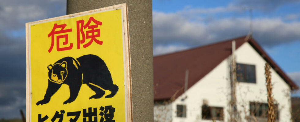 Faced with attacks Japan will relax its legislation on bear