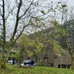 Felled trees for the St Antonius Hospital car park end